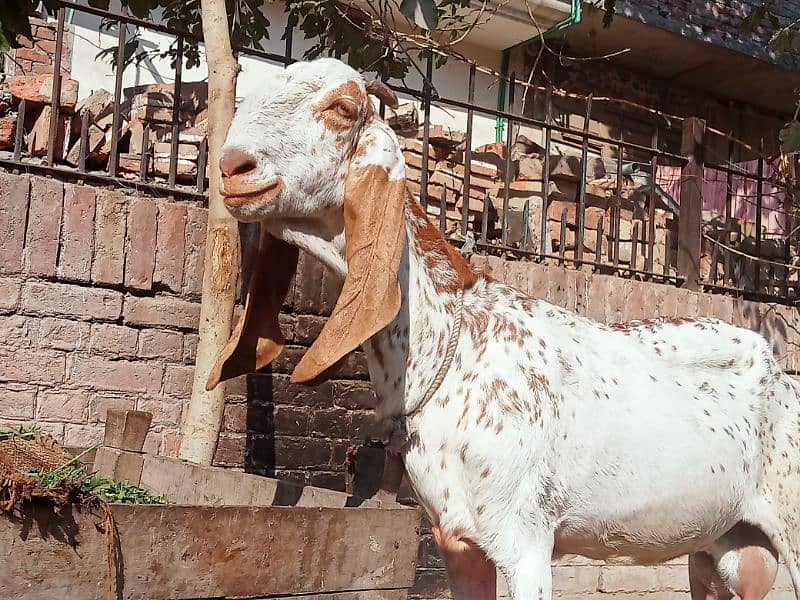 Makhi chini goat 1