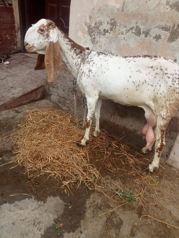 Makhi chini goat 3