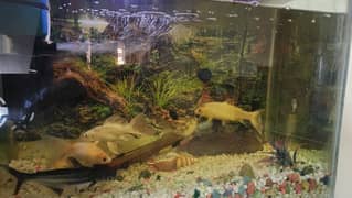 Aquarium Fish for Sale - Big Sizes