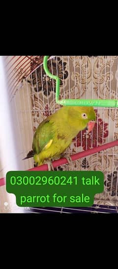 talking parrot