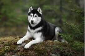 Husky