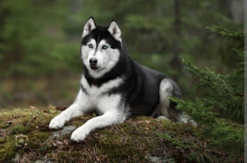 Husky female 0