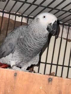 grey parrot