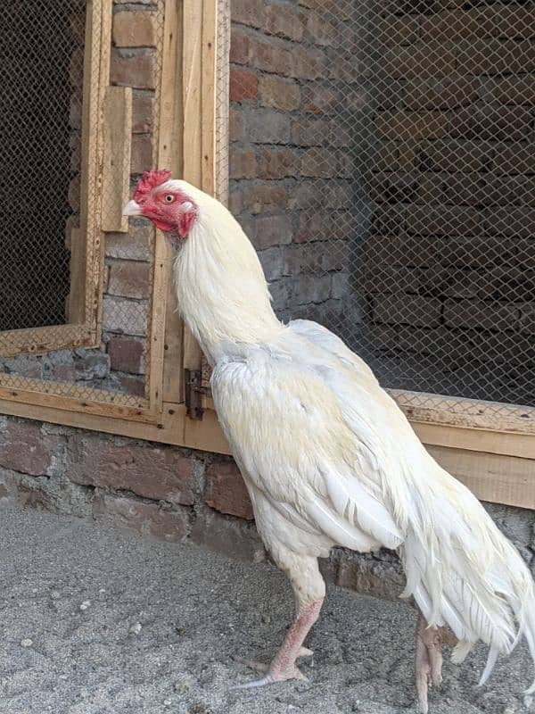 white Aseel heera fertile eggs available 1