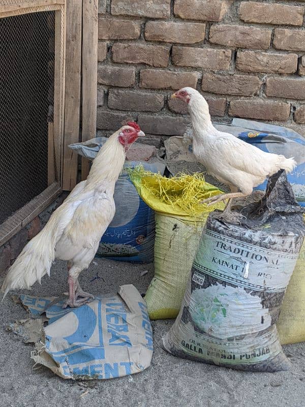 white Aseel heera fertile eggs available 2