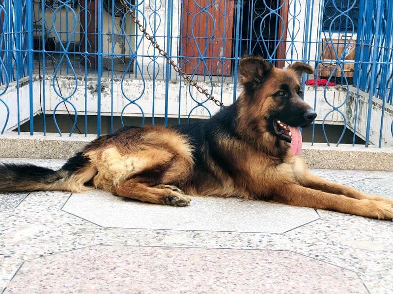 German shapherd Long Cote Pedigree 9