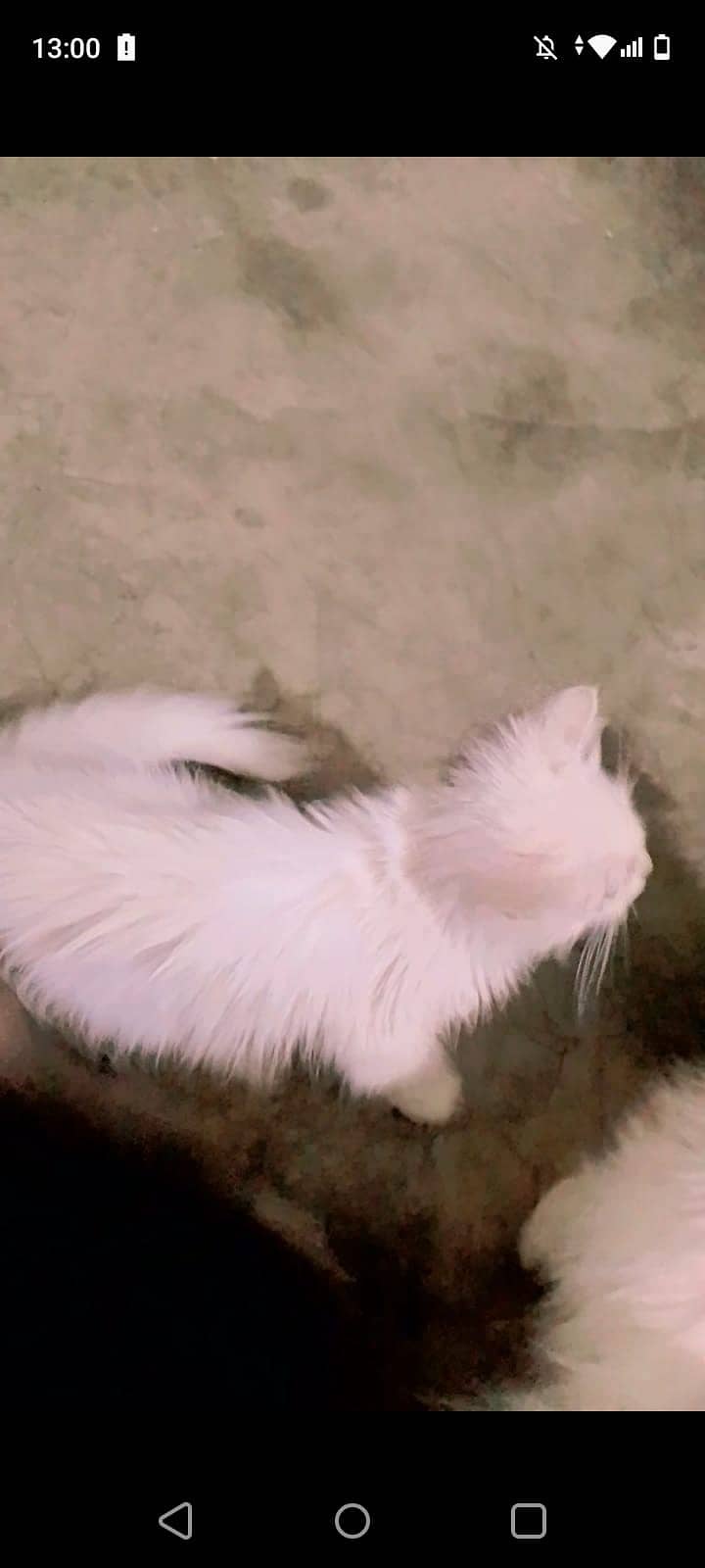 Persian kitten 1