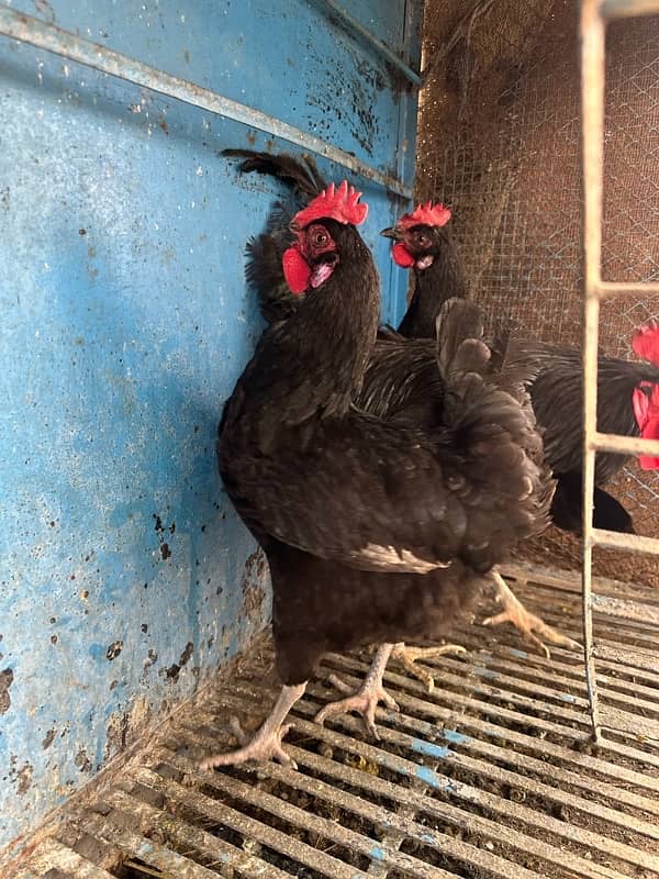 Austrolop eggs laying breeder set available for sale 1