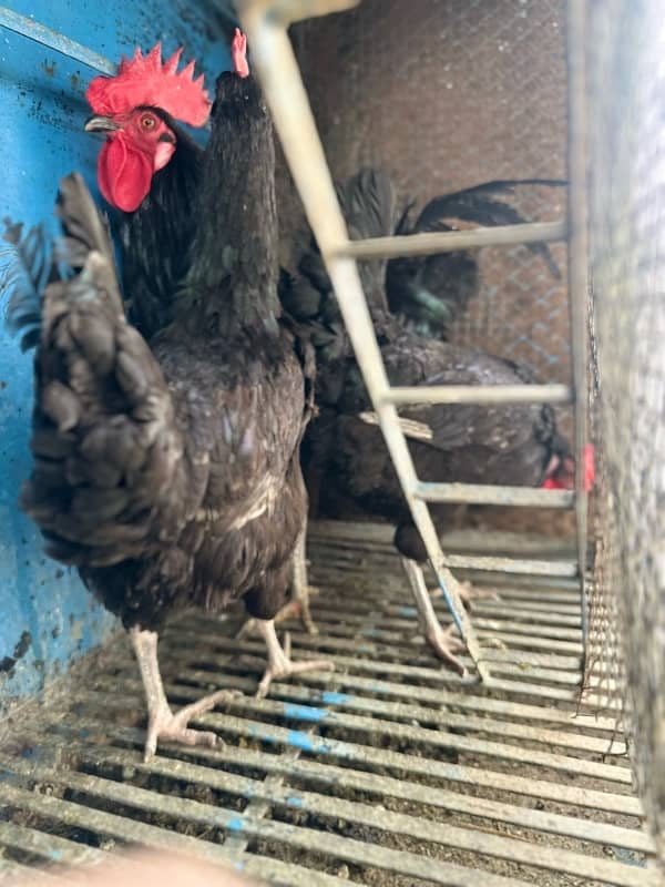 Austrolop eggs laying breeder set available for sale 6