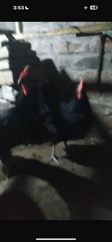 Austrolop eggs laying breeder set available for sale 9