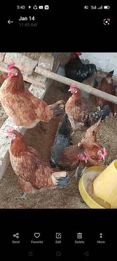 Desi golden misri hen for sale