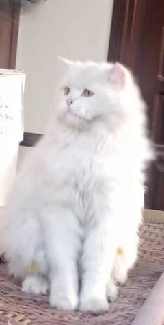 Persian Cat For Sale. . .