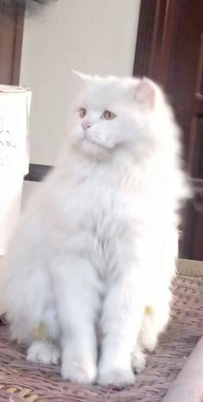 Persian Cat For Sale. . . 2