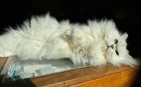 Persian Cat For Sale. . .