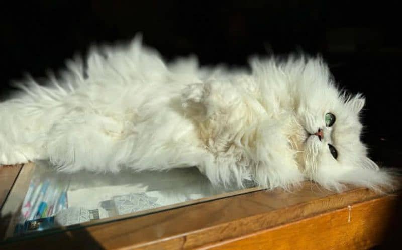 Persian Cat For Sale. . . 1