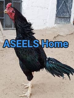 High quality Pure Aseel chicks