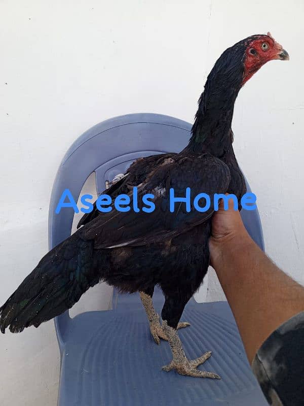 High quality Pure Aseel chicks 1