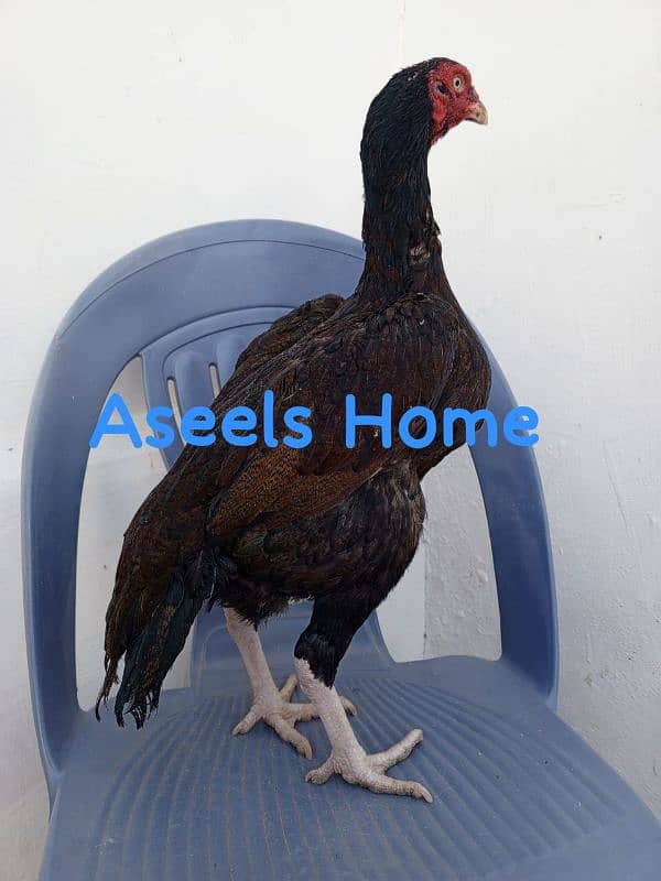 High quality Pure Aseel chicks 2