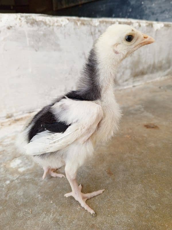 High quality Pure Aseel chicks 5