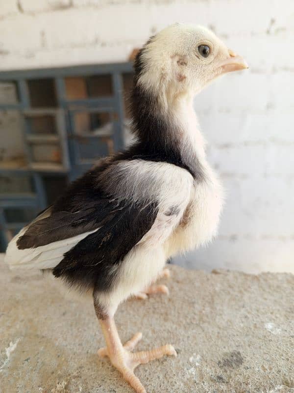 High quality Pure Aseel chicks 6