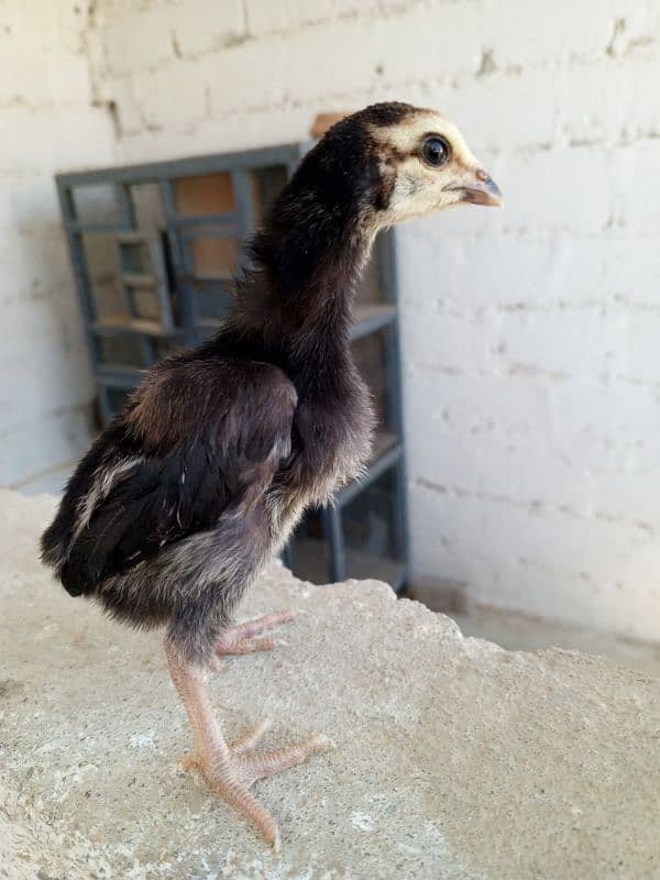 High quality Pure Aseel chicks 12