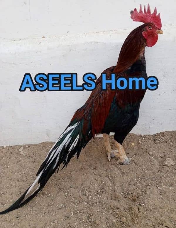 High quality Pure Aseel chicks 13