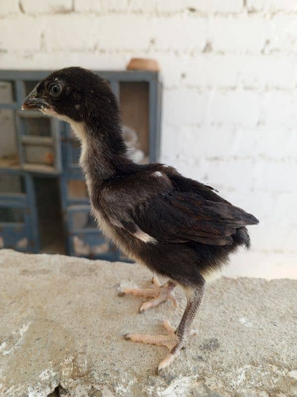 High quality Pure Aseel chicks 15