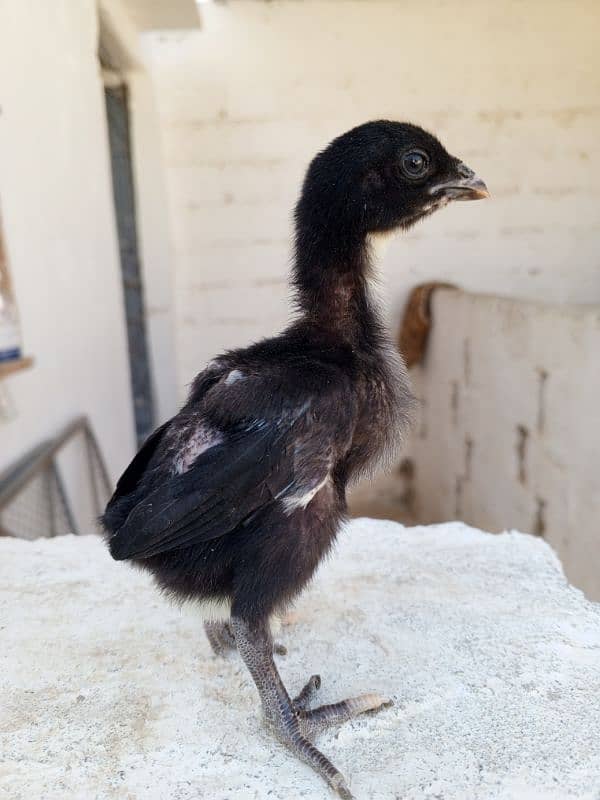 High quality Pure Aseel chicks 18