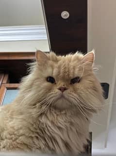 Persian Cat Male