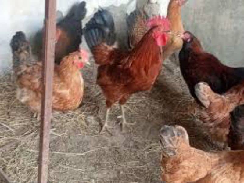 Desi Eggs / Organic Un-Fertile Eggs /  دیسی انڈے | hens eggs for sale 3