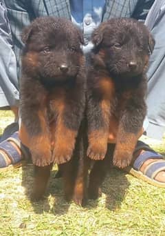 German Shepherd double coat pair age 2 month for sale