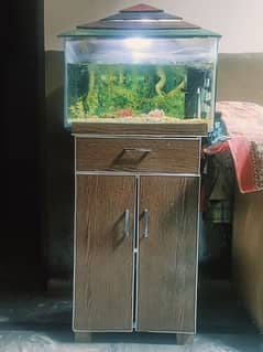 fish aquarium