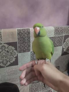 hand tamed talking ringneck female