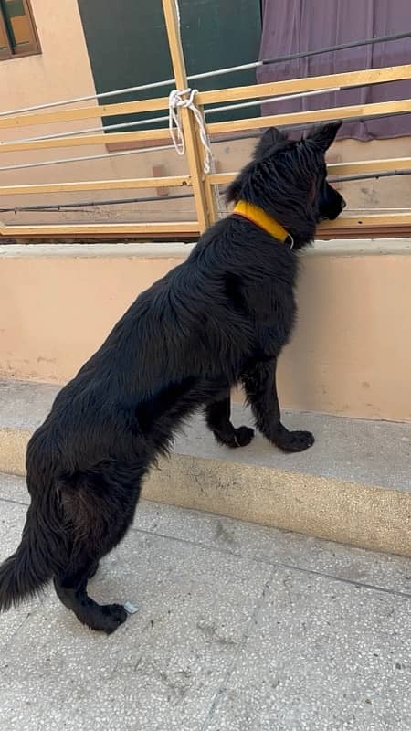 Black Belgian Shepherd Top line Long stock (PINK PEDIGREE) 0