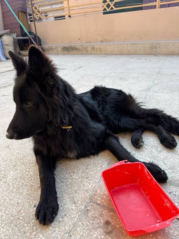 Black Belgian Shepherd Top line Long stock (PINK PEDIGREE) 2