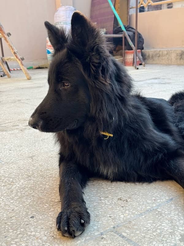 Black Belgian Shepherd Top line Long stock (PINK PEDIGREE) 4