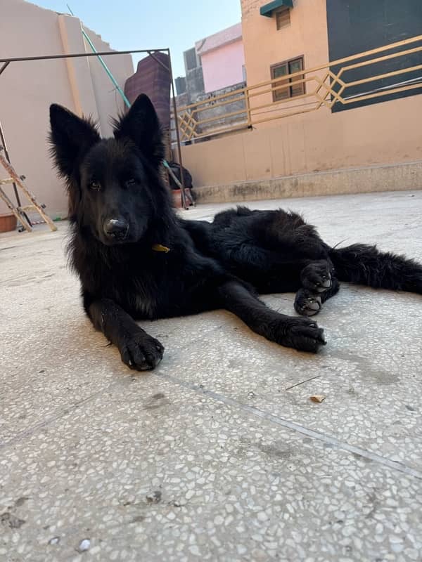 Black Belgian Shepherd Top line Long stock (PINK PEDIGREE) 5