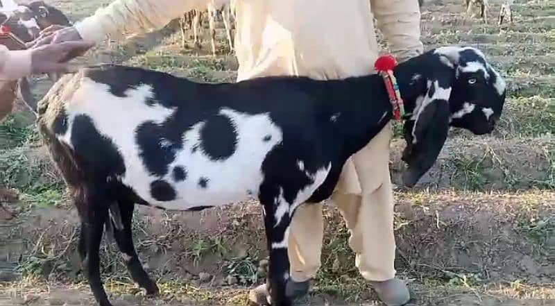 Desi nagri bakri for sale|beetal ghaban bakri for sale 2