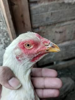 white aseel madi old Pakistani breed