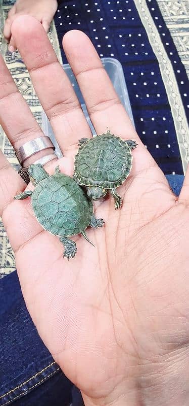 Red Ear Slider Coin Size Baby 0