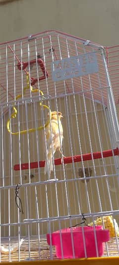 Gloster canary singing bird with cage "sex Male"