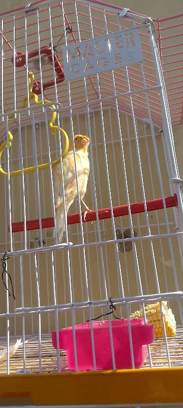 Gloster canary singing bird with cage "sex Male" 1