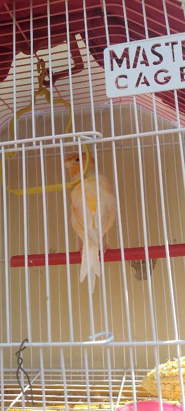 Gloster canary singing bird with cage "sex Male" 2