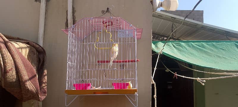 Gloster canary singing bird with cage "sex Male" 3