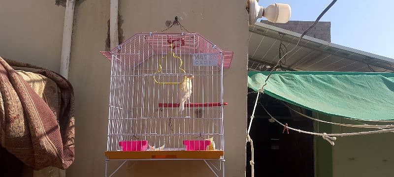 Gloster canary singing bird with cage "sex Male" 4