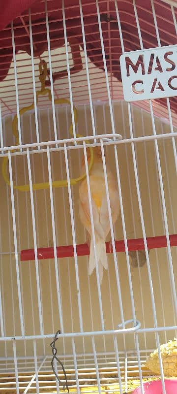 Gloster canary singing bird with cage "sex Male" 5