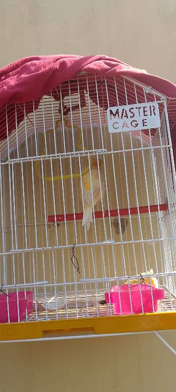 Gloster canary singing bird with cage "sex Male" 6