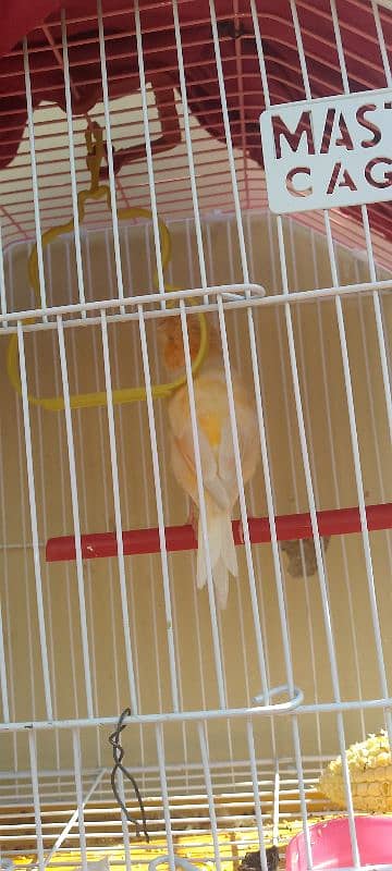 Gloster canary singing bird with cage "sex Male" 7