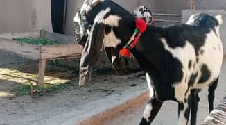 Desi nagri bakri for sale|beetal ghaban bakri for sale