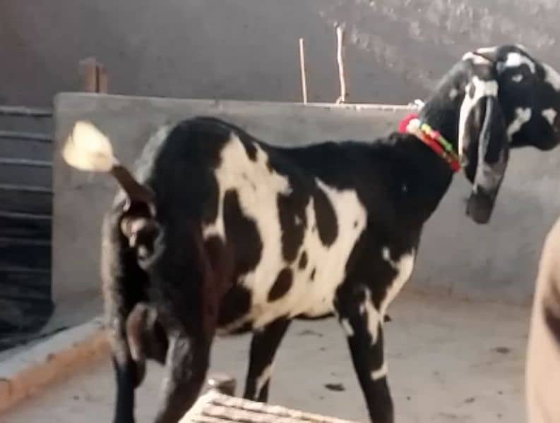 Desi nagri bakri for sale|beetal ghaban bakri for sale 1